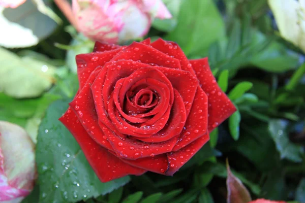 Мокрая красная роза — стоковое фото