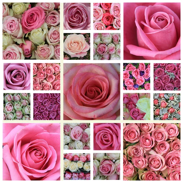 Růžové růže s vysokým rozlišením koláž — Stock fotografie