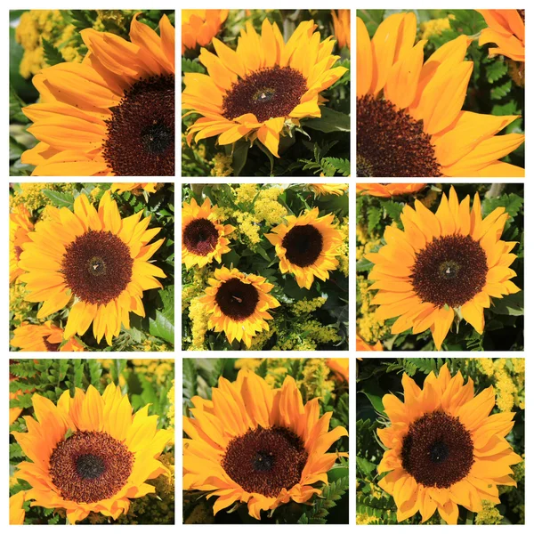 Collage of many images of sunflowers ⬇ Stock Photo, Image by © Gelpi ...