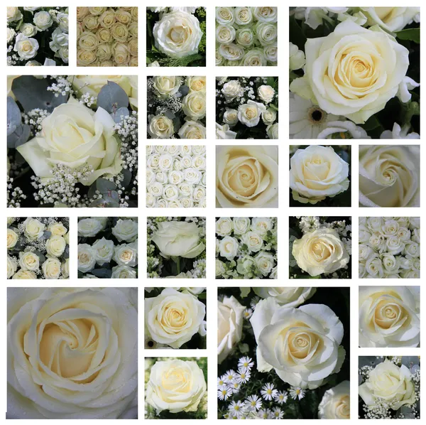 흰색 장미 콜라주 — 스톡 사진