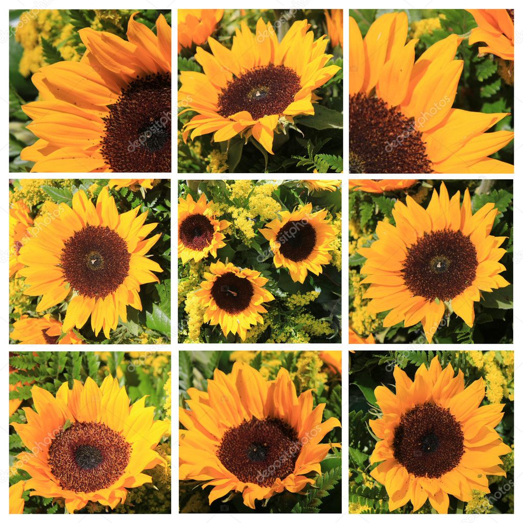 Sunflower collage — Stock Photo © portosabbia #11757437