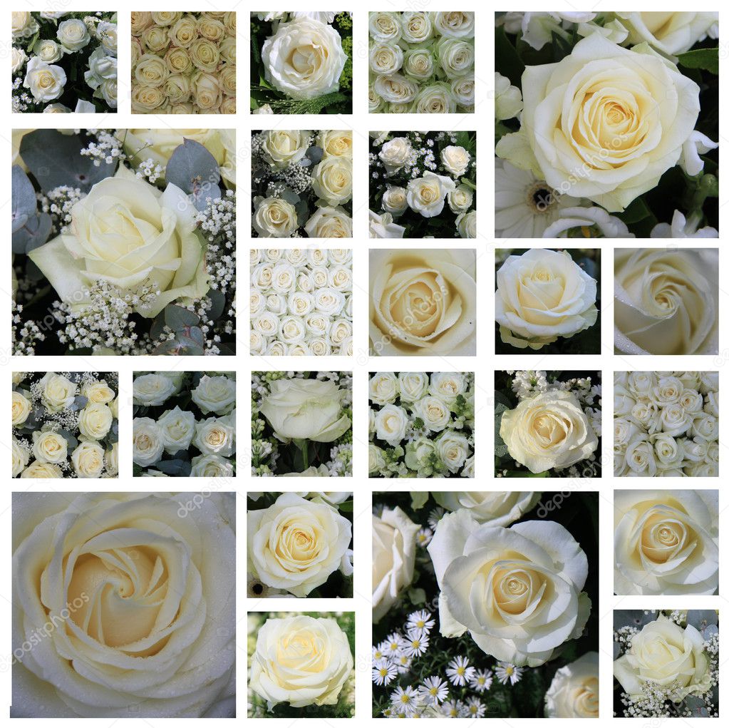 White rose collage