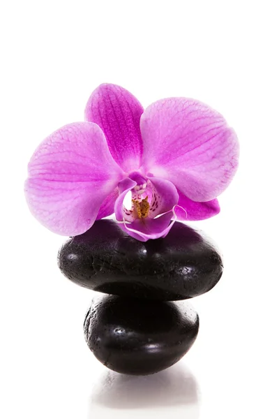 stock image Purple orchid on white background