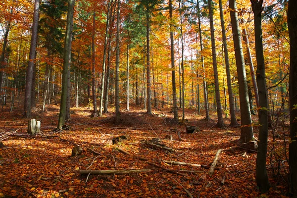 Weg in kleurrijke bos — Stockfoto