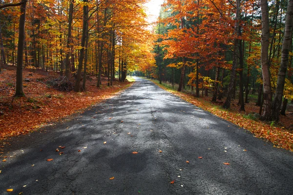 Renkli orman yolu — Stok fotoğraf