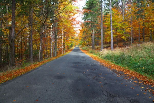 stock image Road in colorful forest