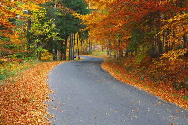 Vägen i färgglada skog — Stockfoto