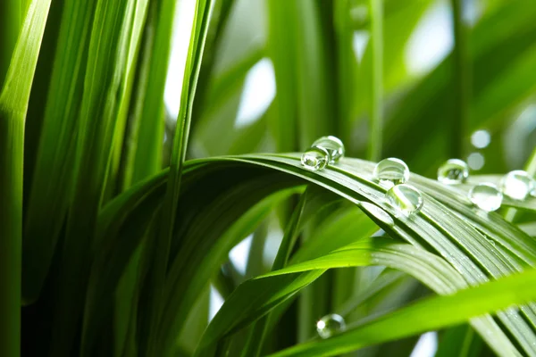 Vatten droppar på det gröna gräset — Stockfoto