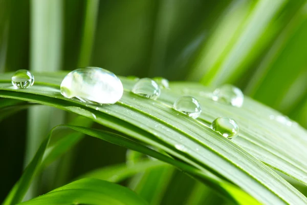 Капли воды на зеленой траве — стоковое фото