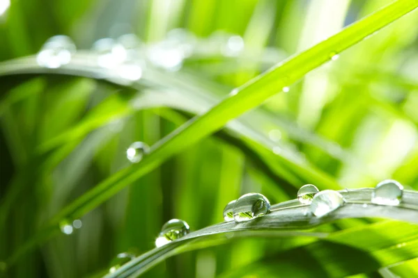 Krople wody na zielonej trawie — Zdjęcie stockowe
