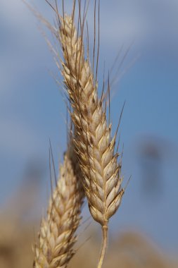 buğday tarlası