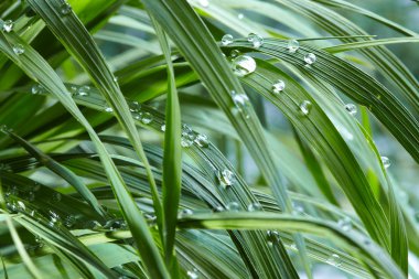 Water drops on the green grass clipart