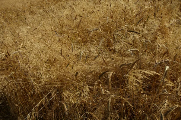 stock image Wheat field