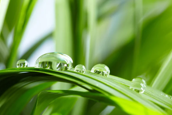 Gocce d'acqua sull'erba verde — Foto Stock