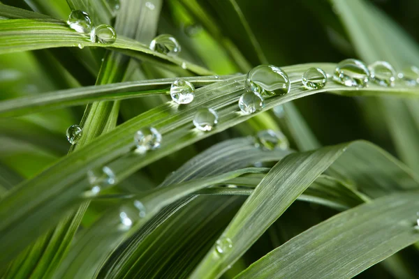 Gotas de agua en la hierba verde —  Fotos de Stock