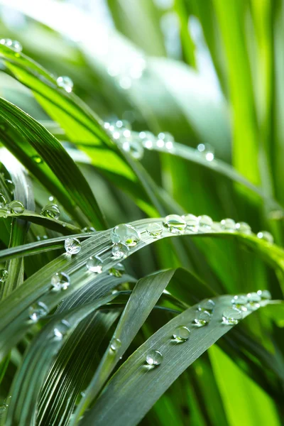 Gocce d'acqua sull'erba verde — Foto Stock