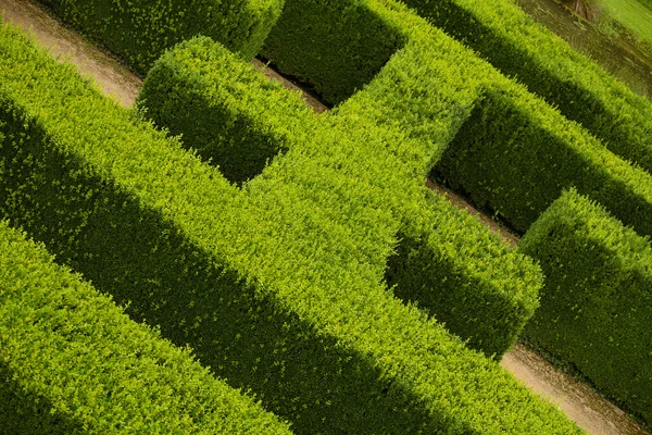 Geometric pattern of green hedge flowerbed — Stock Photo, Image