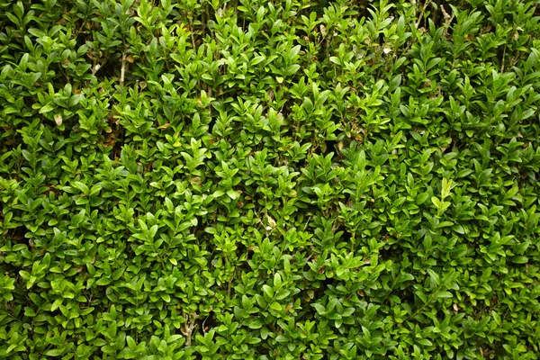 Rośliny zielone mały krzew tło — Zdjęcie stockowe