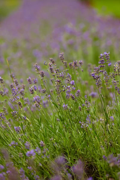 Lavender Flowers — Stock Photo, Image
