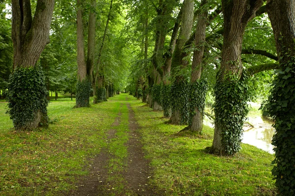 stock image Beautiful park