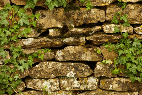 Stone wall and green plants — Stock Photo, Image