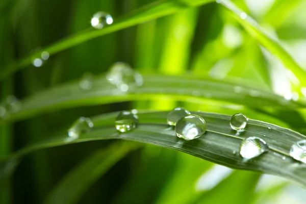 Water drops on the green grass — Stock Photo, Image