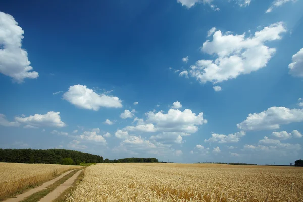 Pšeničné pole — Stock fotografie