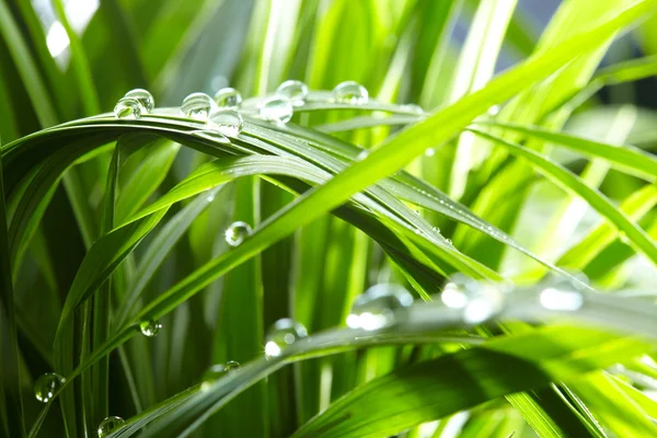 Su damlaları yeşil çimlerin üzerine — Stok fotoğraf