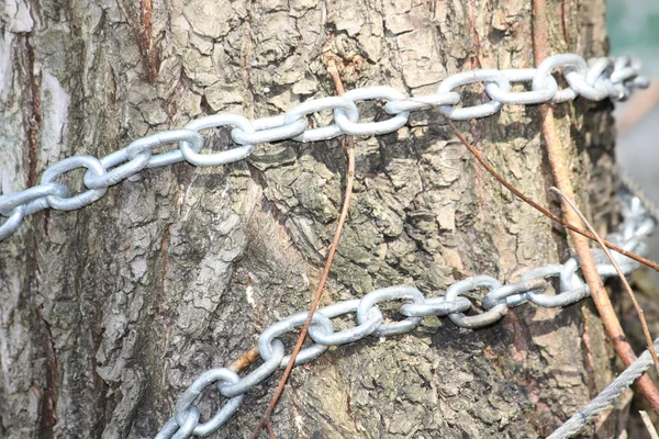 Chain around tree — Stock Photo, Image
