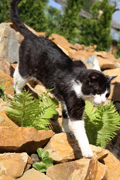 岩の上を歩いて黒い猫 — ストック写真