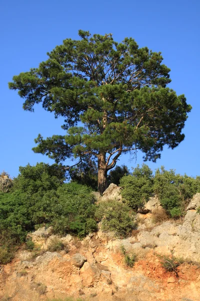 Tree growing in rocks — Stock Photo, Image