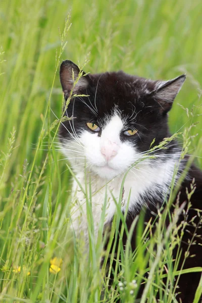 Çayır üzerinde siyah beyaz kedi — Stok fotoğraf