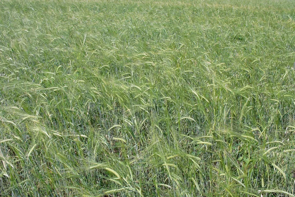 Groene korenaren van tarwe — Stockfoto