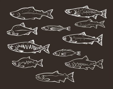 Vector set: salmon fishes clipart