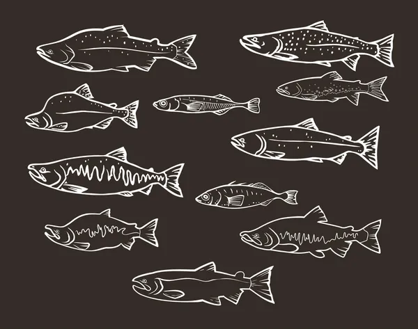 Набор векторов: рыбы лосося — стоковый вектор