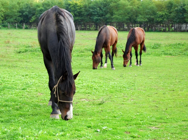 Paarden boerderij scène — Stockfoto