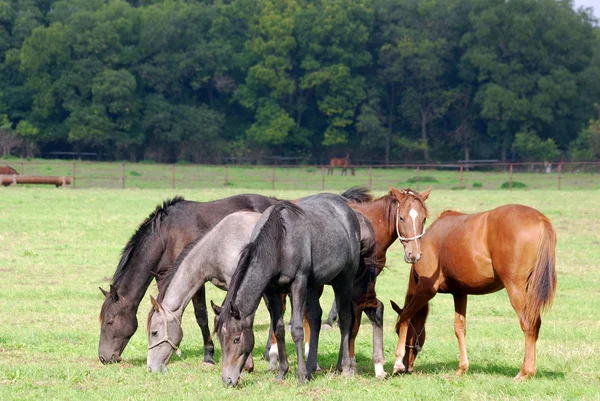 Çiftlik sahne otlayan atlar — Stok fotoğraf