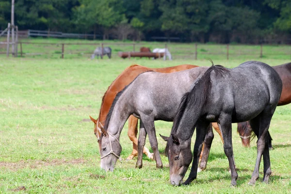 Troupeau de chevaux broutant — Photo
