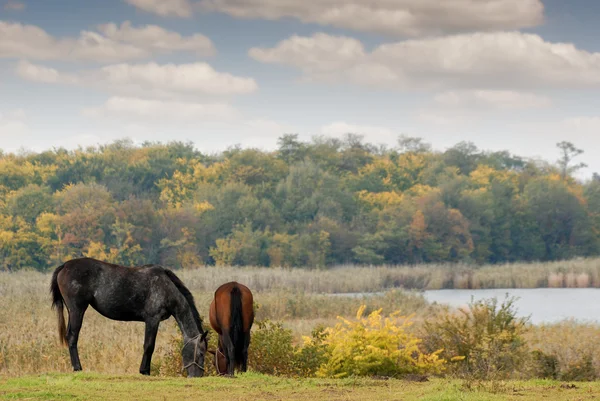 Cavalos em pastagem cena de outono — Fotografia de Stock