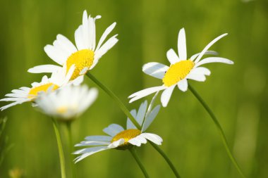 White flowers spring scene clipart