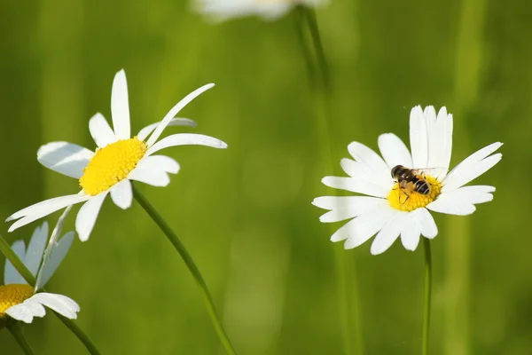 Bee on white flower — Stock Photo, Image