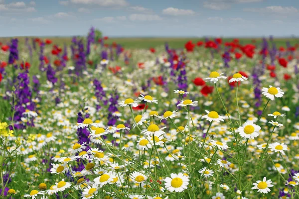 stock image Chamomile and wild flowers