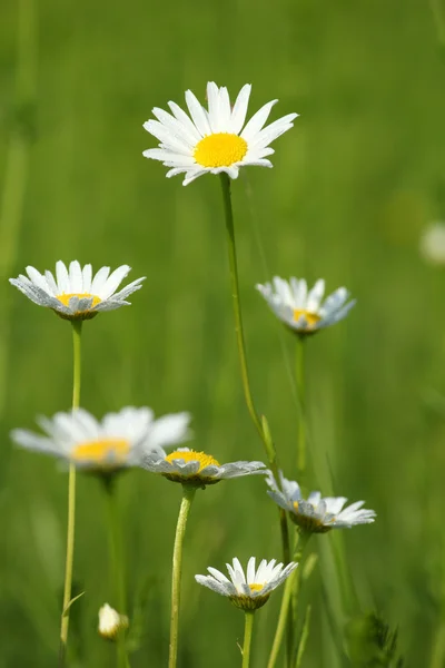 Beyaz çiçekler yaprak üzerinde çiy ile — Stok fotoğraf