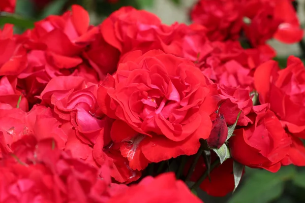 Jardín de rosas rojas —  Fotos de Stock