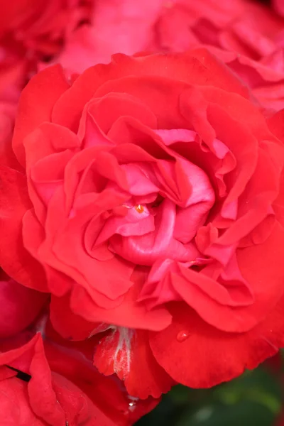 赤いバラの花を閉じます — ストック写真