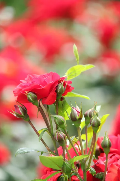 Tuin met rode rozen voorjaar scène — Stockfoto
