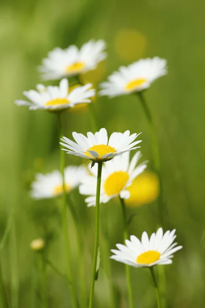 White wild flowers — Stock Photo, Image