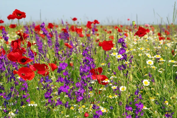 Wiese mit wilden Blumen Frühlingsszene — Stockfoto