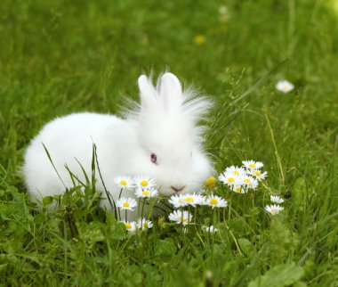 White dwarf bunny pet clipart