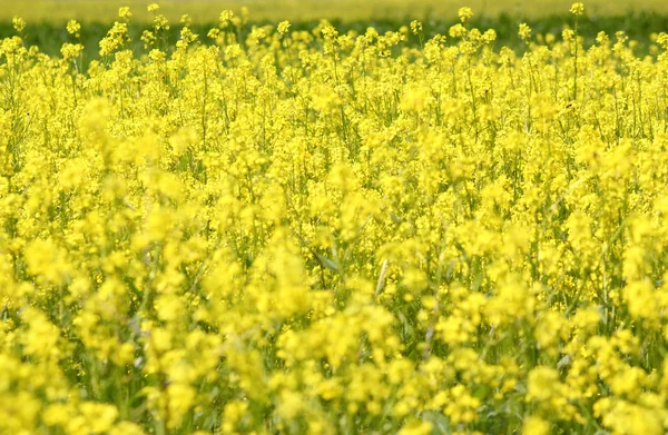 草甸与黄色的花朵夏日 — 图库照片